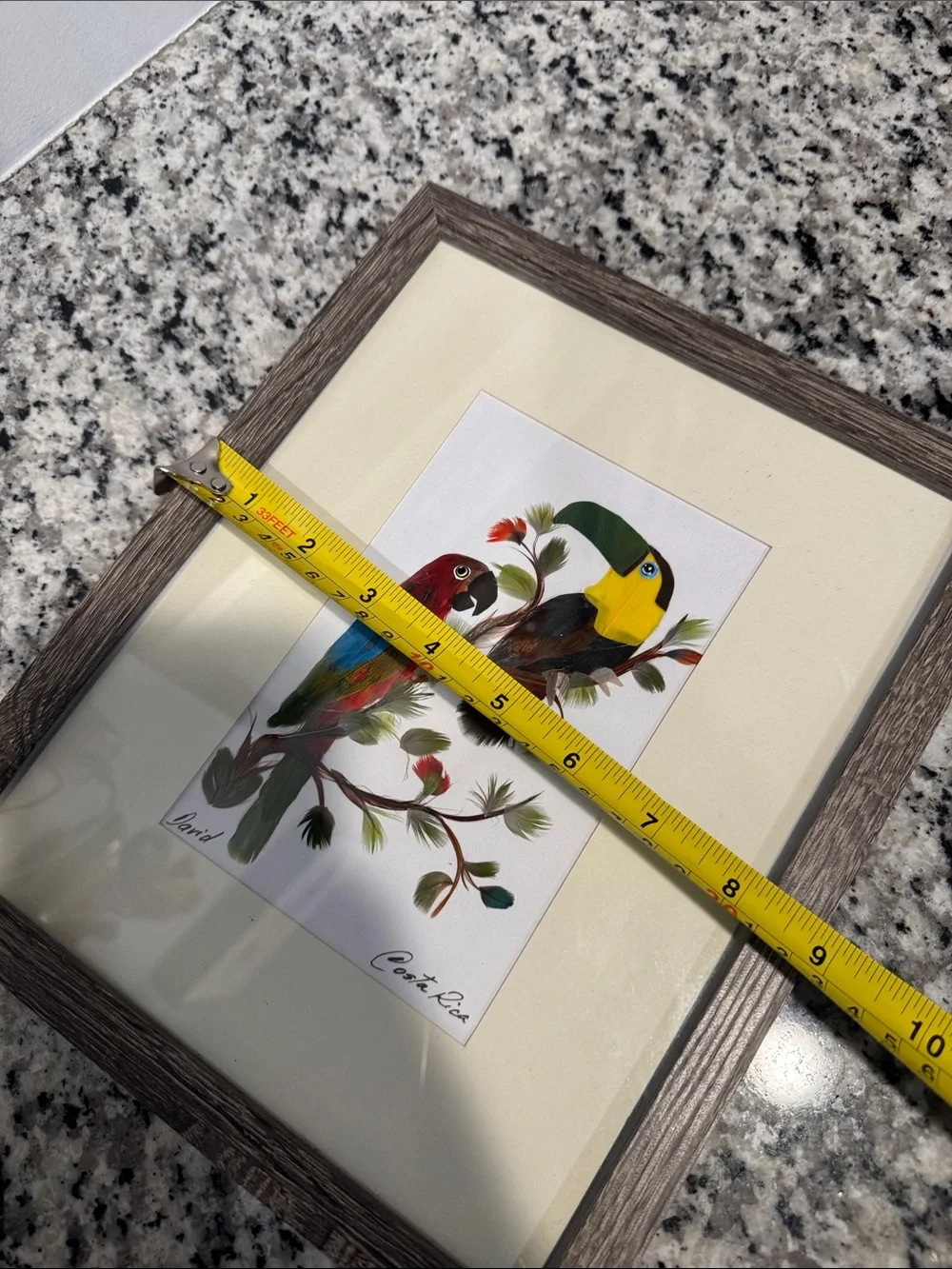Framed feather art parrot Costa Rica